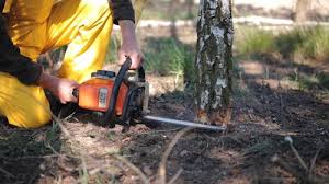 How Our Tree Care Process Works  in  Hobe Sound, FL