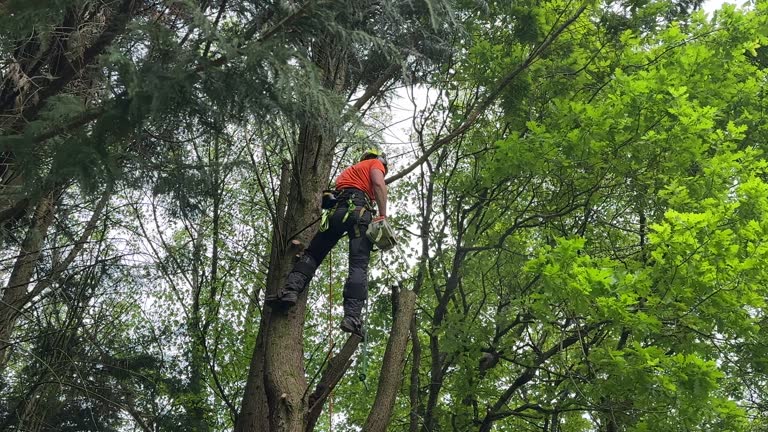 Best Stump Grinding and Removal  in Hobe Sound, FL