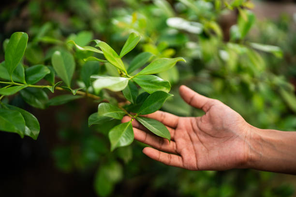 Best Tree Preservation Services  in Hobe Sound, FL